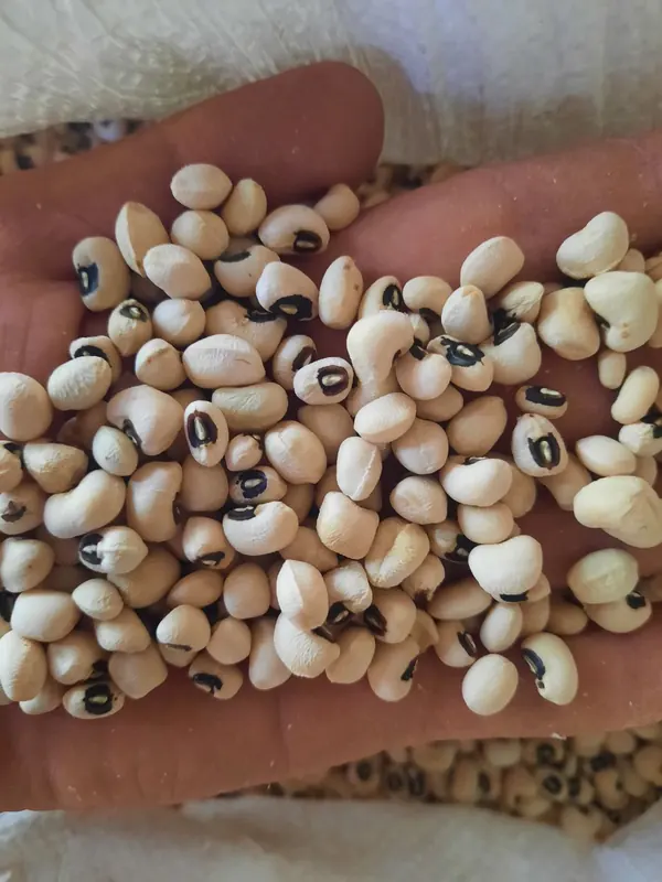 Black eyed beans